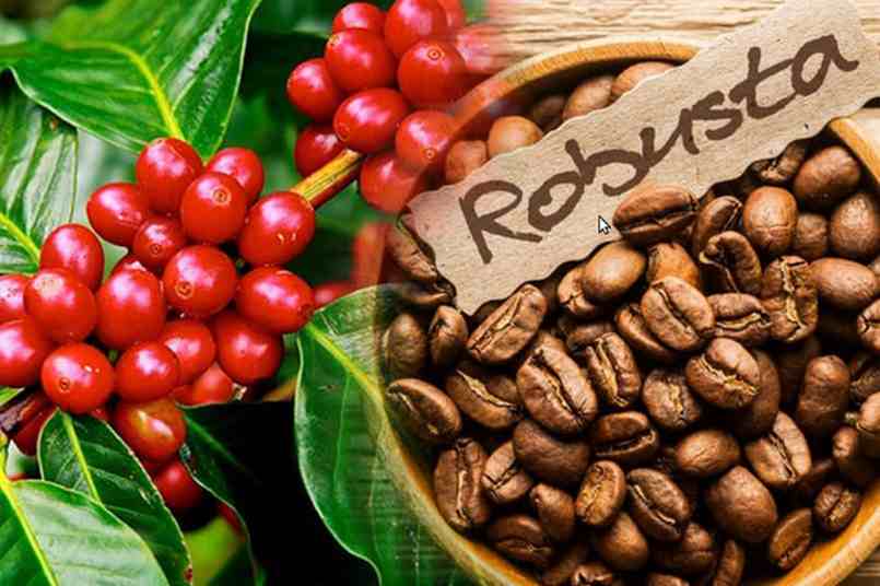 Việt Nam đã tập trung sản xuất và xuất khẩu cafe Robusta